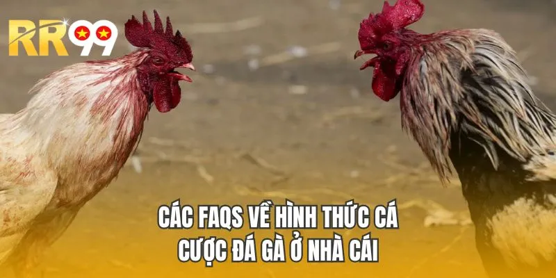 Các FAQS về hình thức cá cược đá gà ở nhà cái 