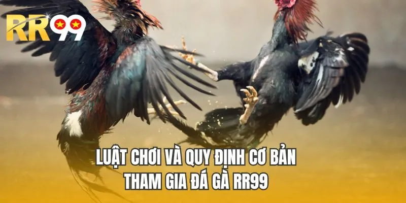 Luật chơi và quy định cơ bản khi tham gia đá gà RR99