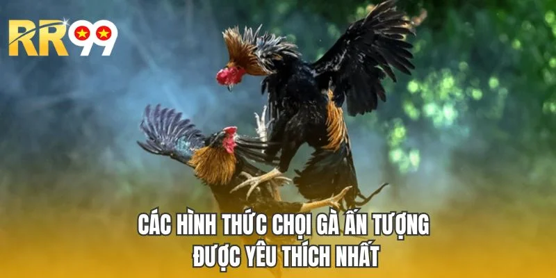 Các hình thức chọi gà ấn tượng được yêu thích nhất