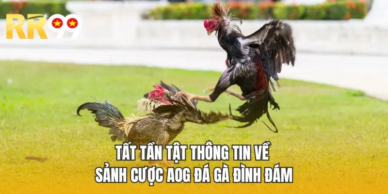 Tất tần tật thông tin về sảnh cược AOG đá gà đình đám
