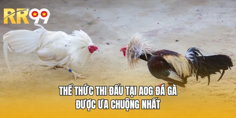 Thể thức thi đấu tại AOG đá gà được ưa chuộng nhất