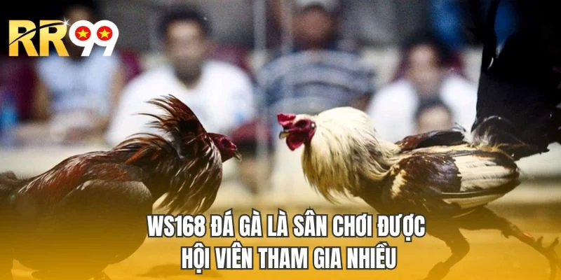 Ws168 đá gà là sân chơi được hội viên tham gia nhiều